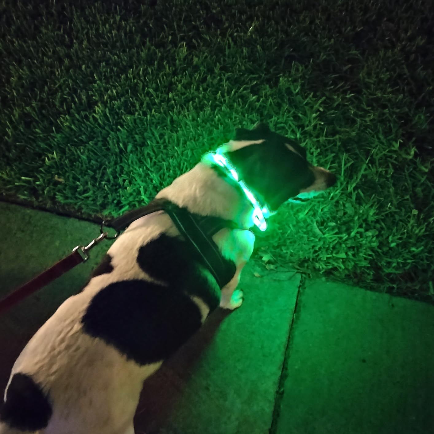 Silicone LED Dog Collar,USB Re - Dog Muzzle Silicone recension och pris