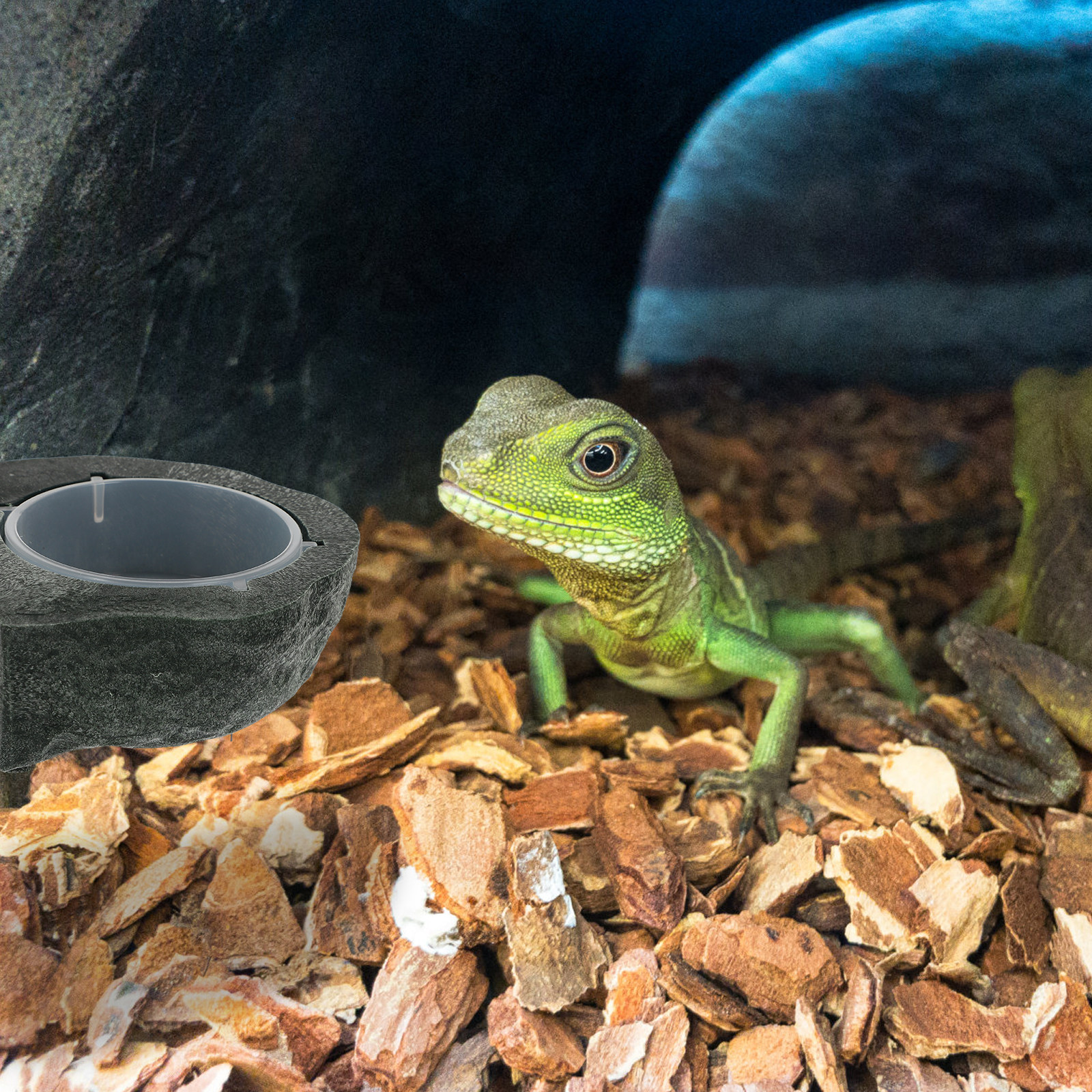 Magnetic Reptile Water Feeder  - Pet Supplies Is Food recension och pris
