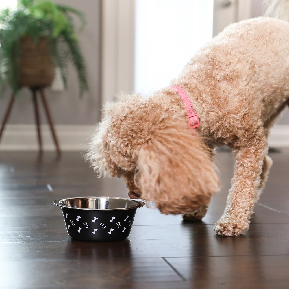 Stainless Steel Dog Bowl with  - Pet Supplies Is Food recension och pris